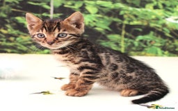 Bengal cats for sale: CUTE BROWN FEMALE BENGAL KITTENS (TICA REG) - Image 11