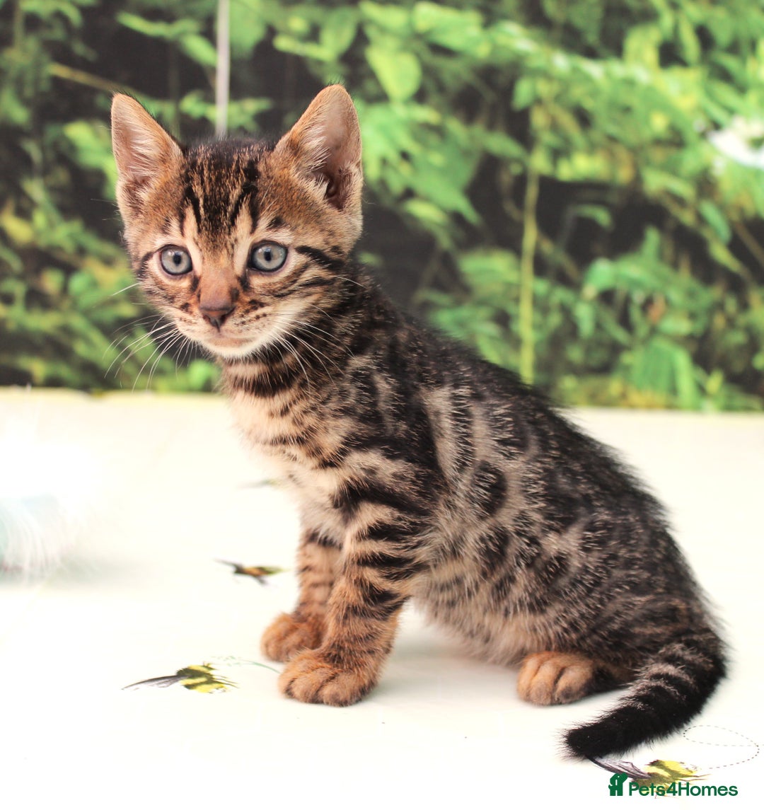 Bengal cats for sale: CUTE BROWN FEMALE BENGAL KITTENS (TICA REG) - Image 11