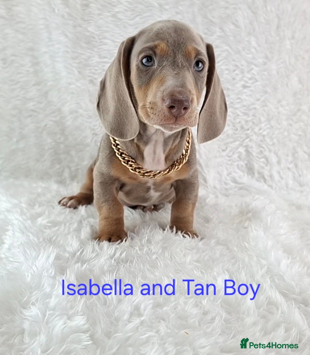 Miniature Dachshund dogs Stunning Miniature Dachshund Puppies  - Advert 1