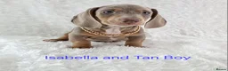 Miniature Dachshund dogs for sale: Stunning Miniature Dachshund Puppies  - Advert 6