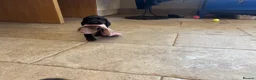 Cocker Spaniel dogs for sale: Working Cocker Spaniel Puppies  - Advert 21