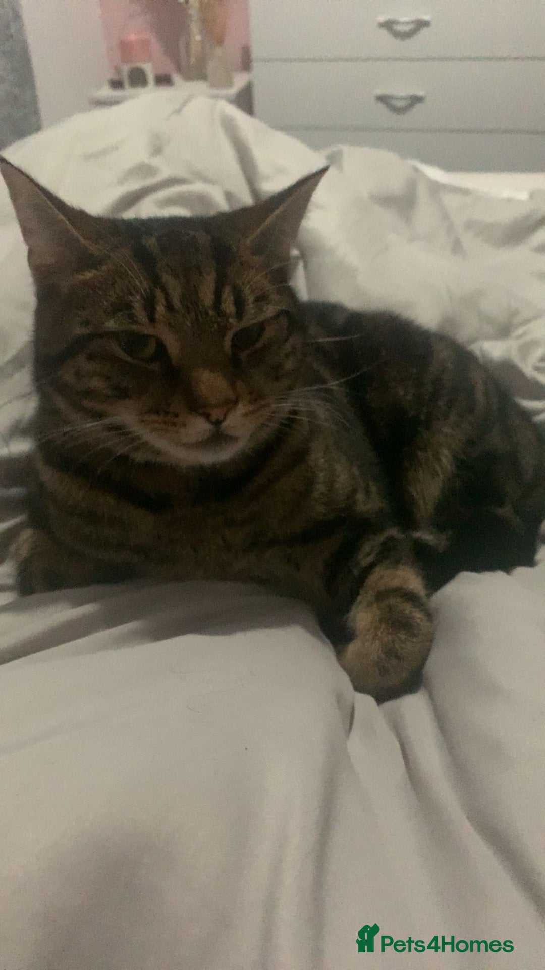 Mixed Breed cats Mr eddie  - Advert 1