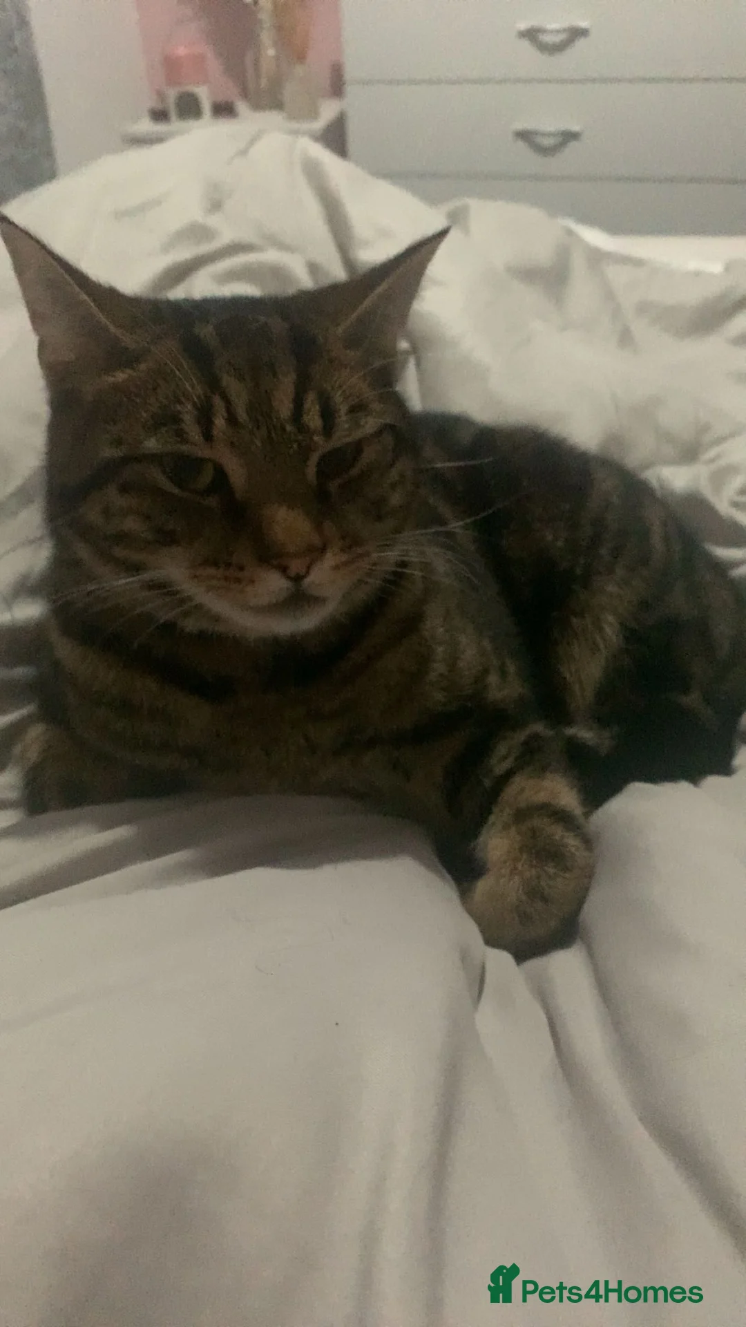 Mixed Breed cats for sale: Mr eddie  - Advert 1