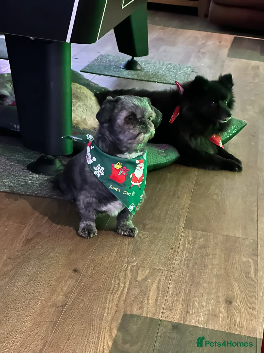 Shih Tzu dogs for sale: Shih Tzu 3/12 years old in Barnsley - Advert 2