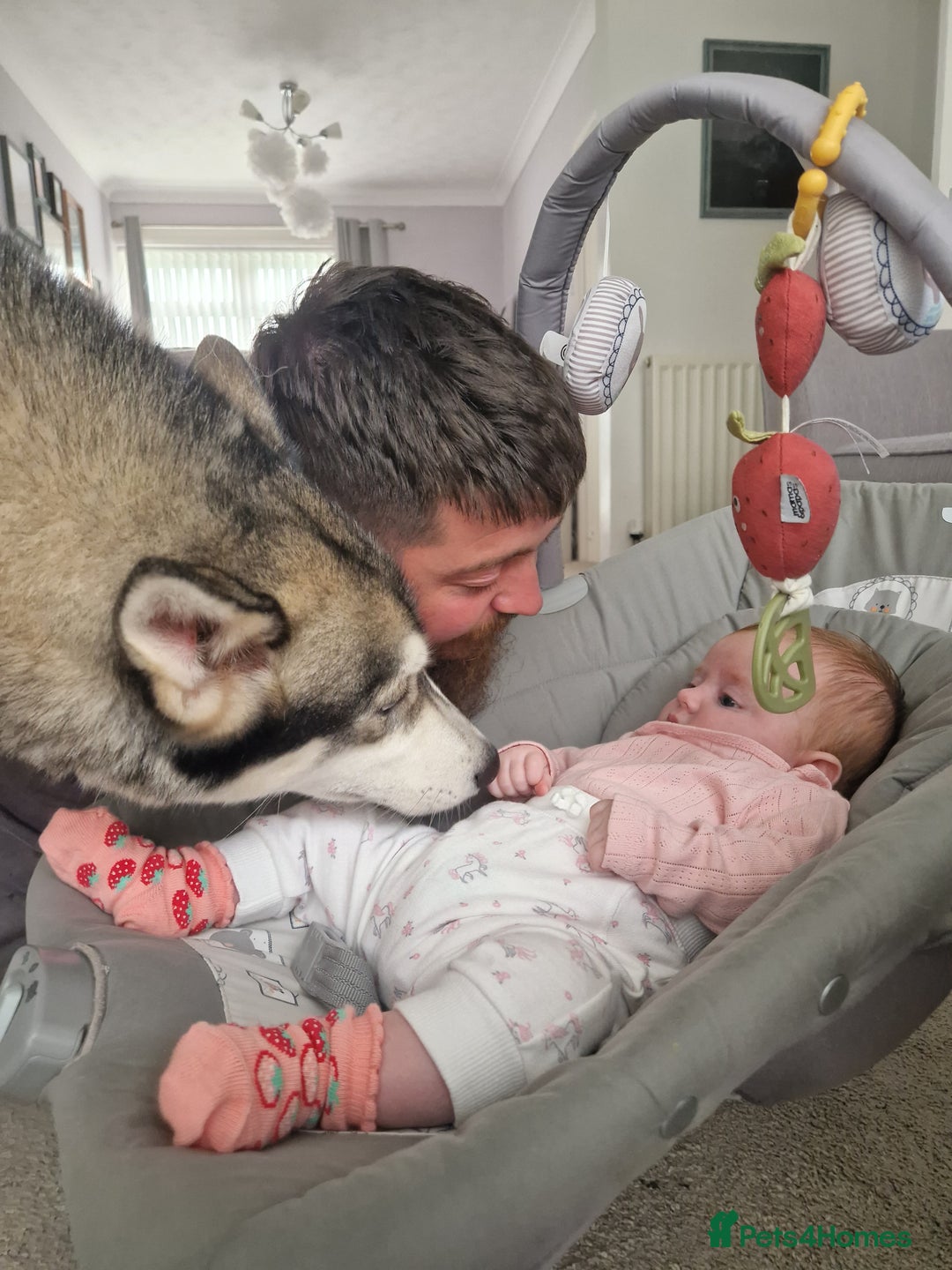 Siberian Husky dogs for sale: JAX- 4 YEAR OLD - Advert 3