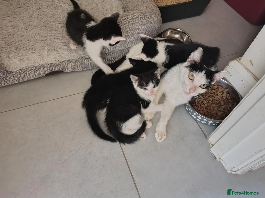 Mixed Breed cats for sale: Beautiful 8 week old 🐈‍⬛ - Advert 11