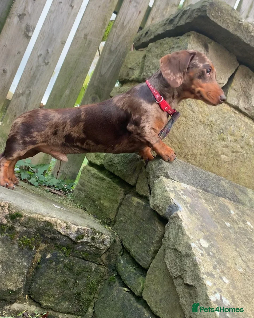 Miniature Dachshund dogs for stud: Extensively Health Tested KC REG Mini Dachshund in Littleborough - Advert 11