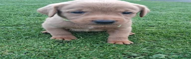 Labrador Retriever 5