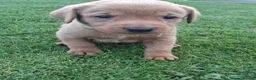 Labrador Retriever dogs for sale: LABRADOR PUPS. KC REG & COUNCIL LICENSED. 0%ROI - Advert 9