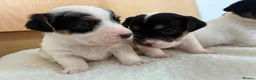 Jack Russell dogs for sale: Beautiful Jack Russel puppies for sale  - Advert 9