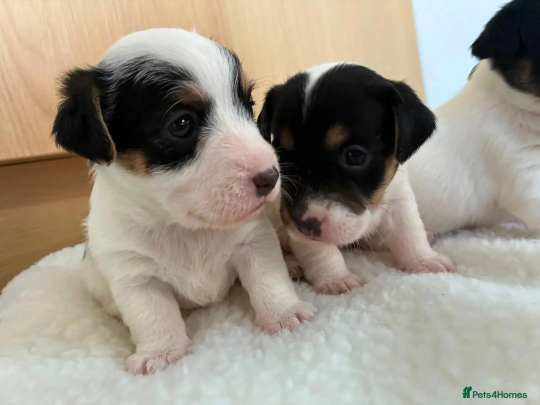 Jack Russell dogs for sale: Beautiful Jack Russel puppies for sale  - Advert 9