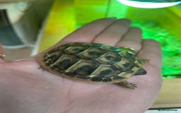 Hermann Tortoise reptiles for sale: Baby Hermann Tortoises 🐢🐢 - Image 3