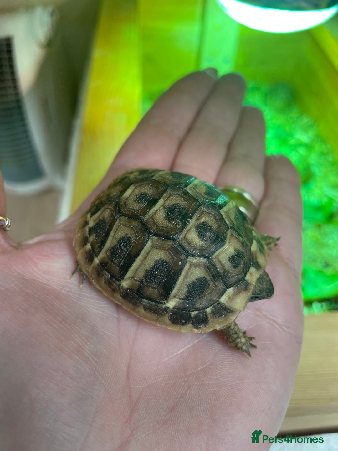 Hermann Tortoise reptiles for sale: Baby Hermann Tortoises 🐢🐢 - Image 3