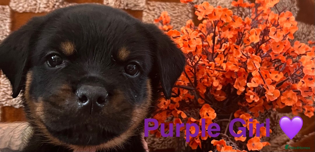 Rottweiler dogs for sale: Stunning kc registered Rottweiler pups.  - Image 15