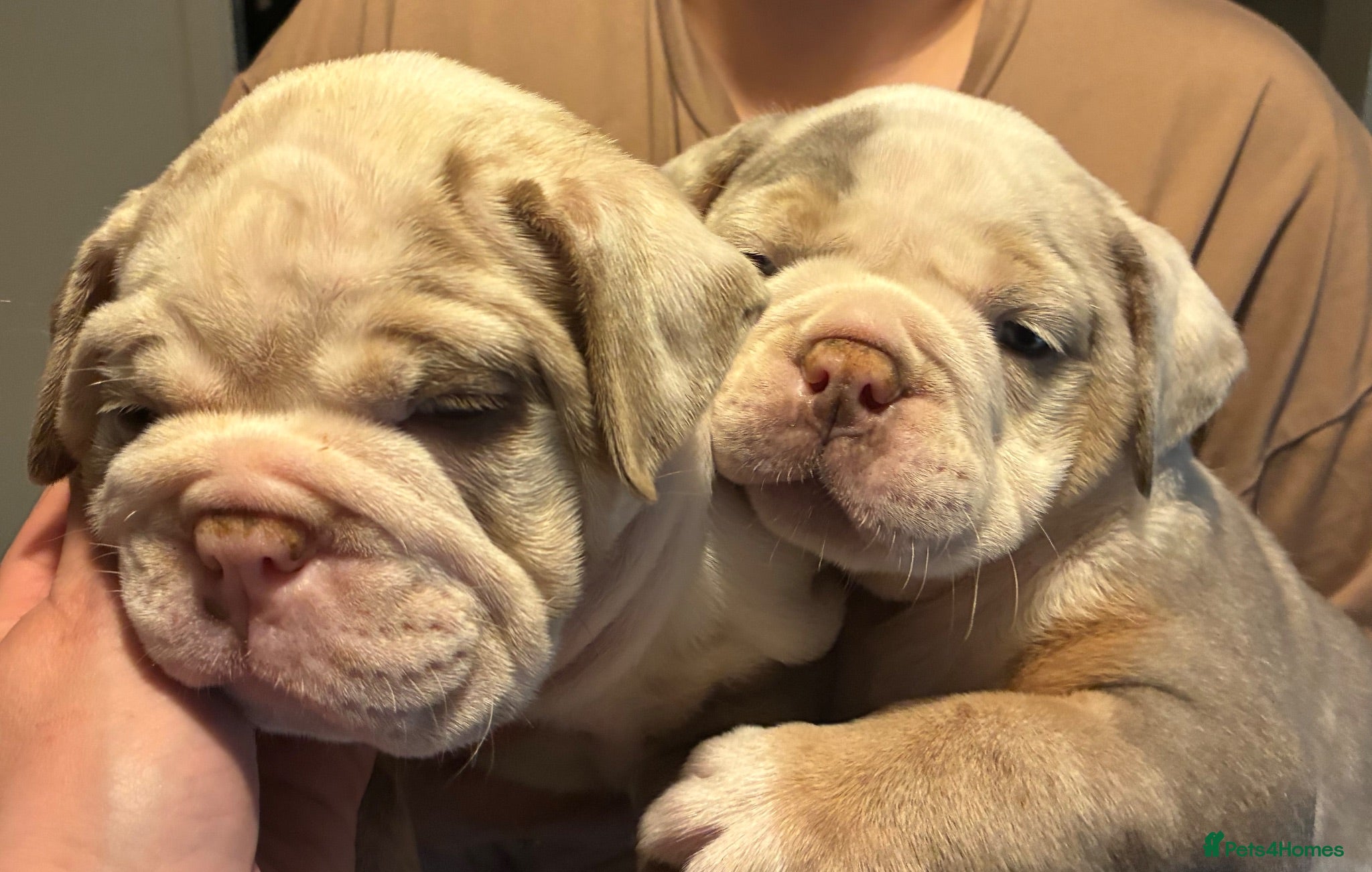 Olde English Bulldogge dogs 2 girl old English bulldog puppies - Advert 2