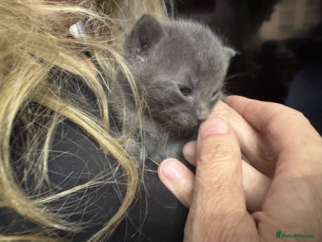 Bengal cats for sale: Bengal Mixed Litter - 2 Ginger & 1 Blue/Grey - Image 25