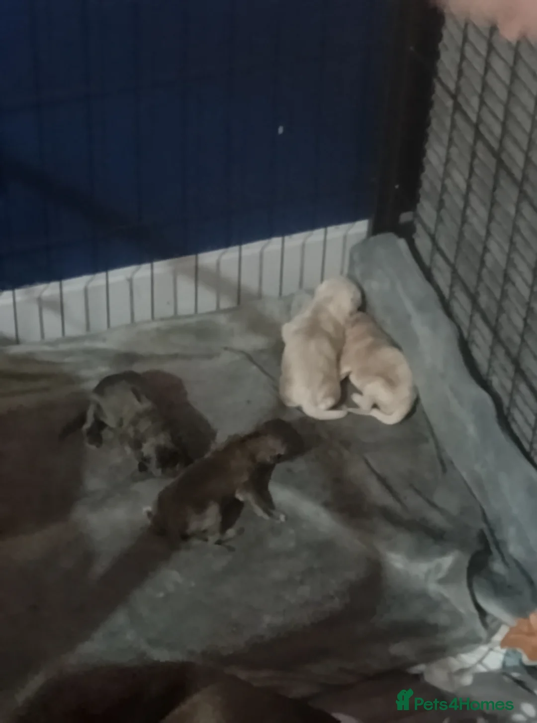 Cane Corso dogs for sale: Beautiful cane corso puppies ready in 7 week in Wigan - Advert 11