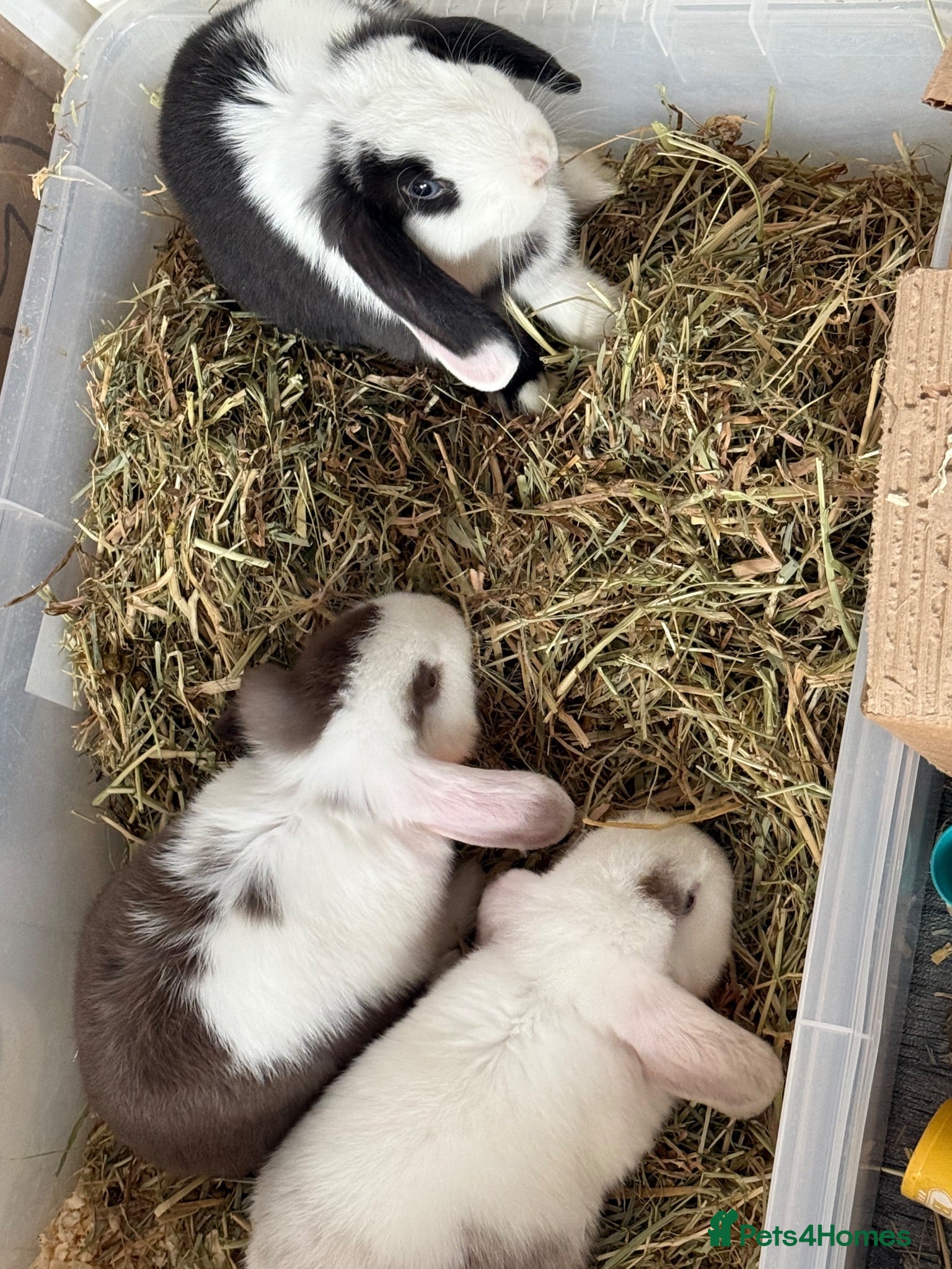 Mini Lop rabbits 🐰Ready To Leave Now - Come & View Us 🐰 - Advert 2