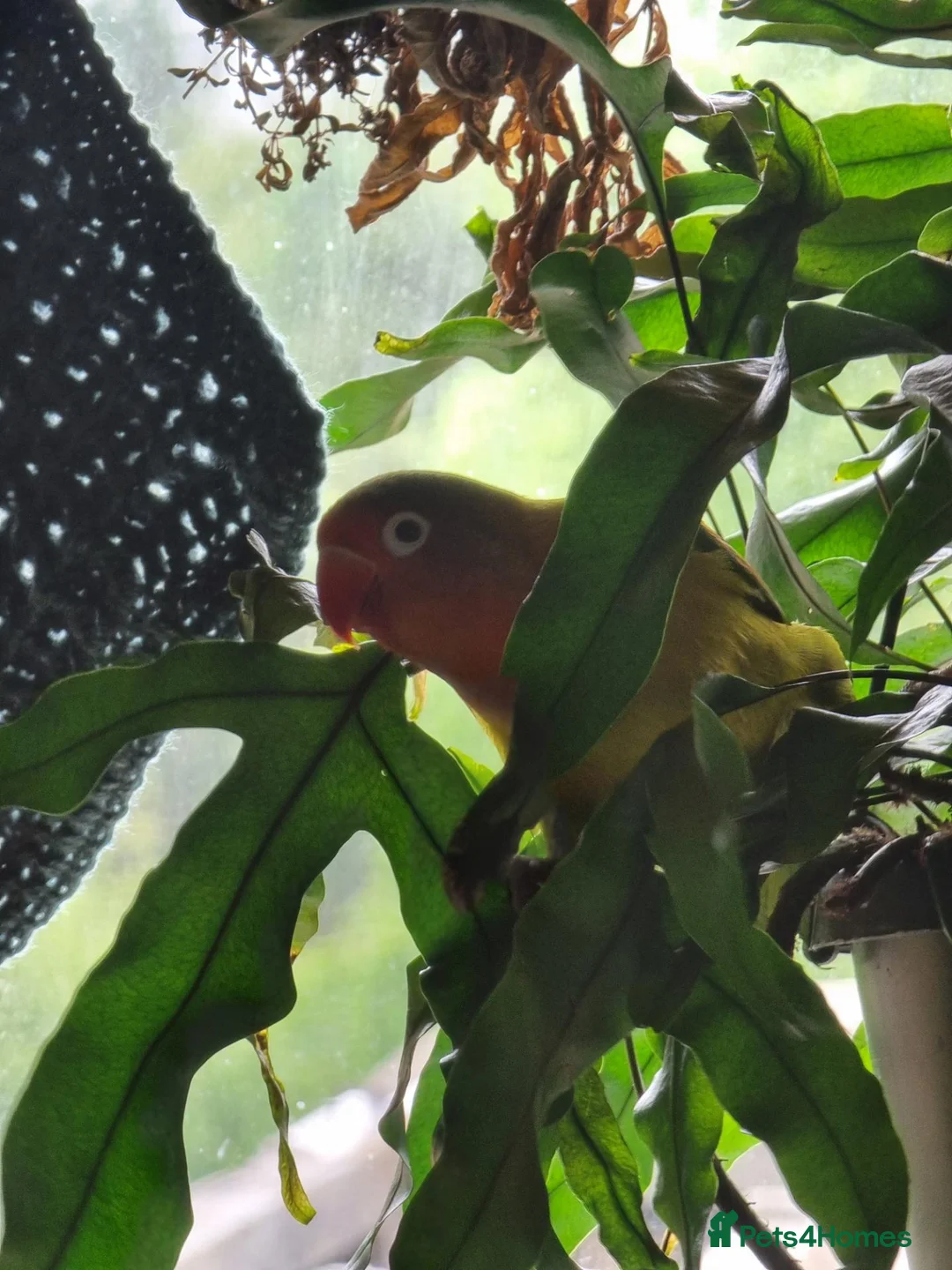 Lovebirds birds for sale: 5 lovebirds for sale large cage, unsure of sex - Advert 2