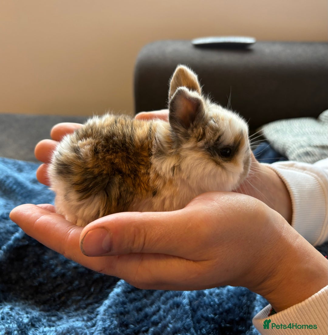 Mini Lop rabbits for sale: Pure Bred Mini Lop babies - Advert 25