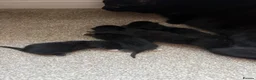 Mixed Breed cats for sale: British short hair cross  - Advert 6