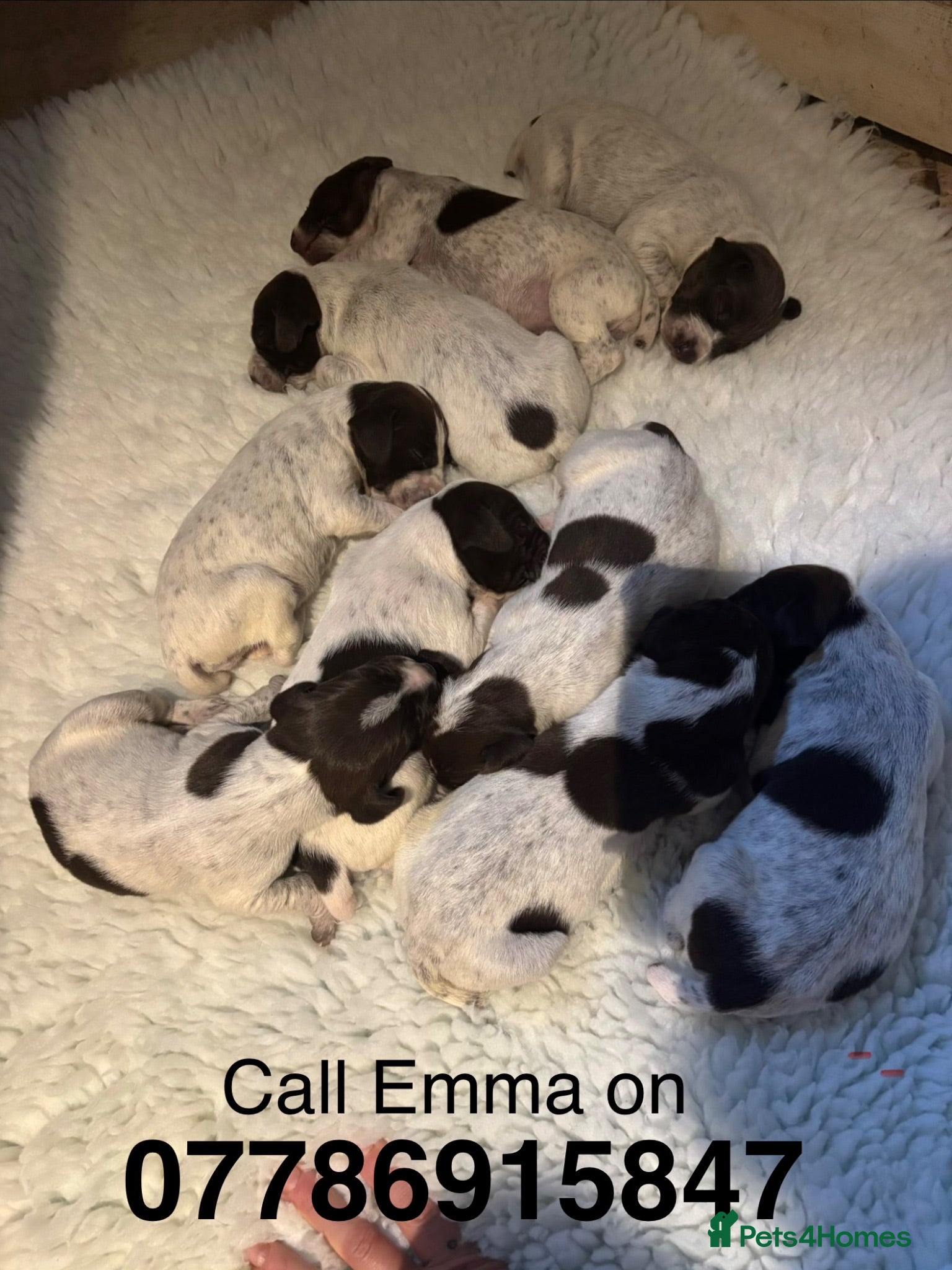 German Shorthaired Pointer dogs kc reg Gsp puppies  - Advert 2