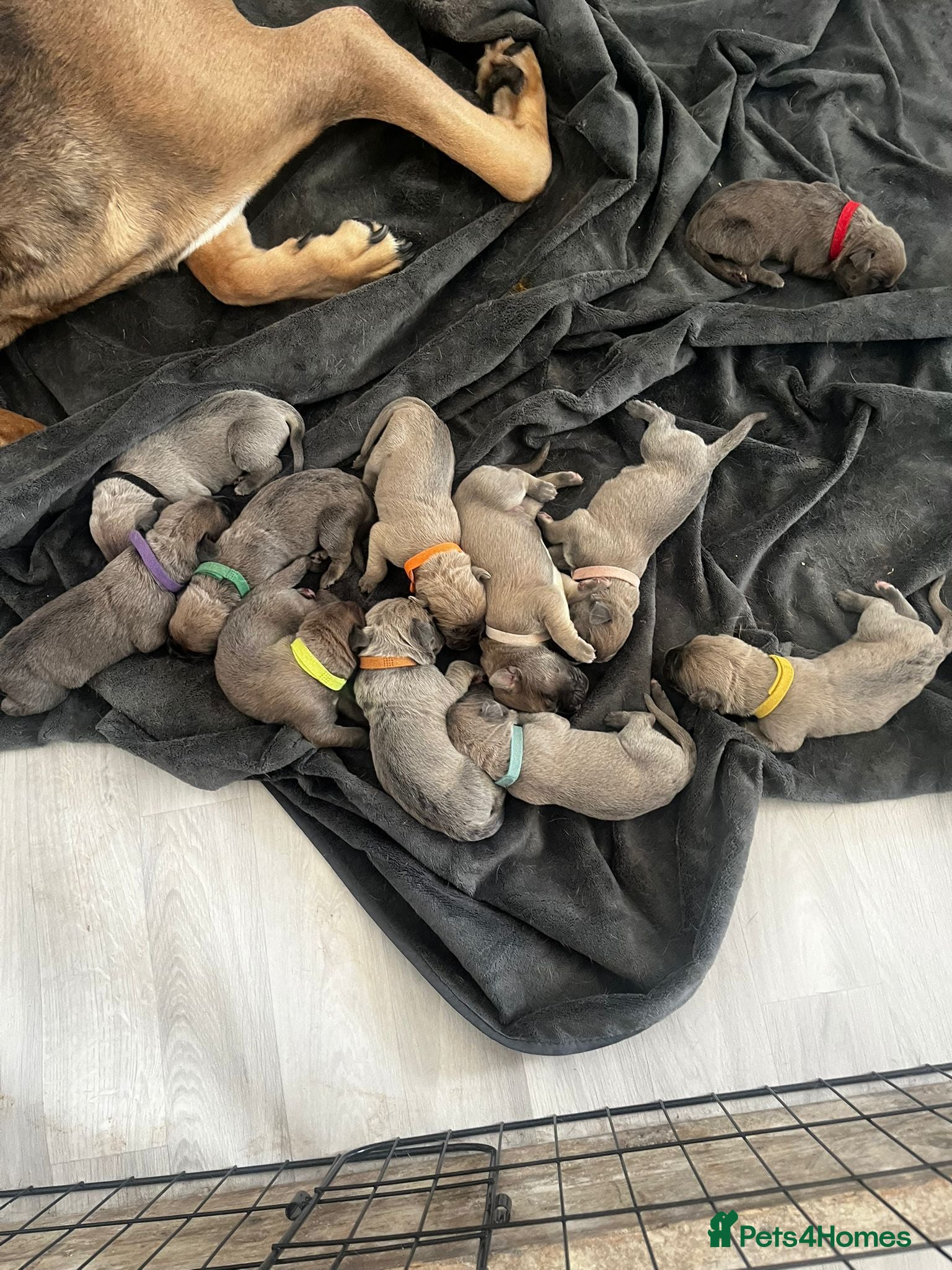 Cane Corso dogs for sale: Cane corso puppies  in Witham - Advert 3