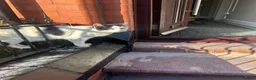 Domestic Shorthair cats for sale: DOMESTIC SHORTHAIR FOR SALE - Advert 5