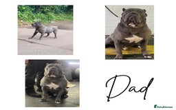 Mixed Breed dogs for sale: Ready to collect – Cane Corso puppies  - Image 10