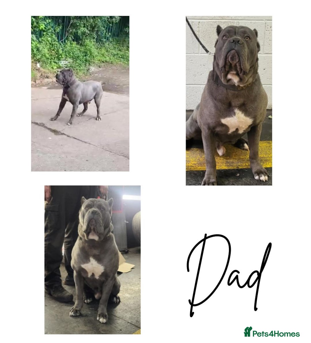 Mixed Breed dogs for sale: Ready to collect – Cane Corso puppies  - Image 10