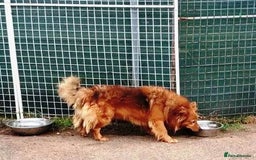 Mixed Breed dogs for adoption: MONTY & DAISY an example of Resilience &Friendship - Image 22