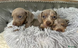Miniature Dachshund dogs for sale: Miniature Dachshund Puppies ONE LEFT - Image 22