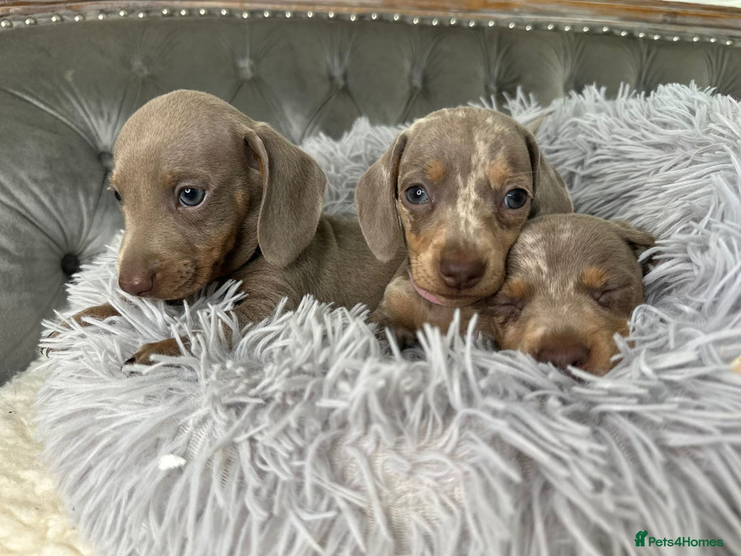 Miniature Dachshund dogs for sale: Miniature Dachshund Puppies ONE LEFT - Image 22