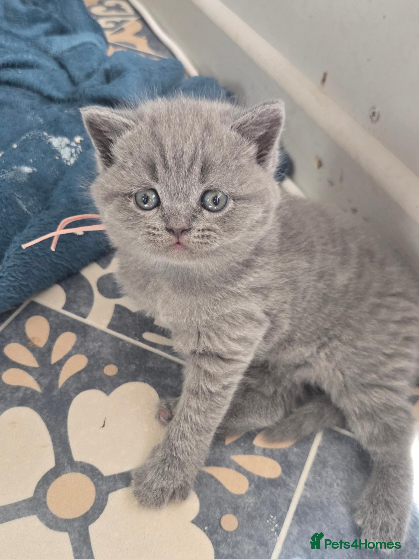 British Shorthair cats Full british shorthair kittens - Advert 1