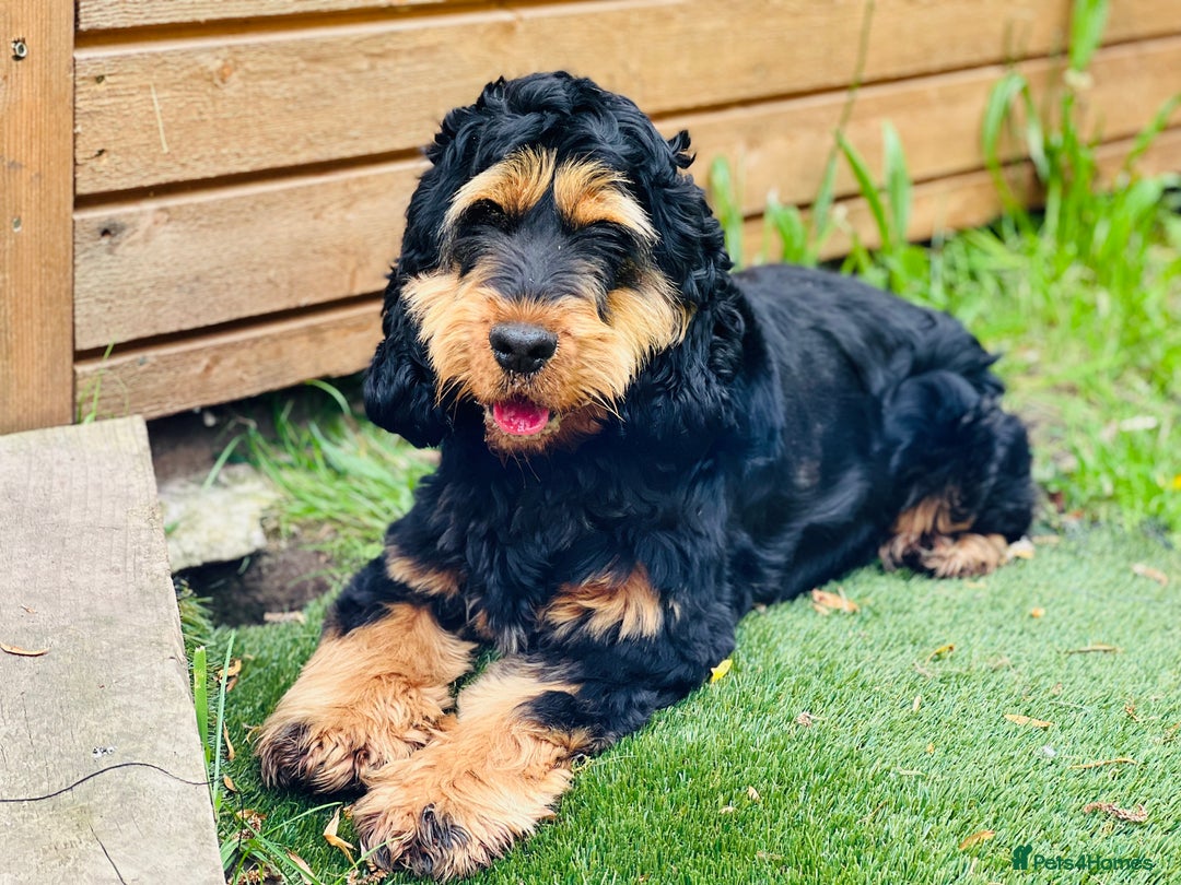 Cocker Spaniel dogs for stud: 100% SHOW TYPE, KC REGISTERED, 100% SUCCESS RATE in Crewe - Image 4