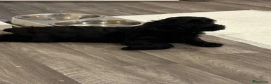 Cockapoo 1