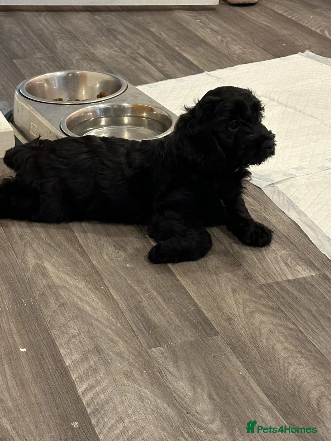 Cockapoo dogs for sale: 11 week old cockapoo puppy  - Advert 2