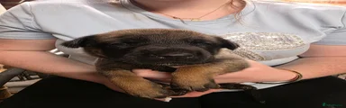 Belgian Shepherd Dog 6