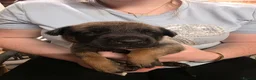 Belgian Shepherd Dog dogs for sale: 🔥🔥LAMPAK9 🇧🇪  Belgian Malinois 🔥🔥 - Advert 11