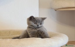 British Shorthair cats for sale: GCCF Lilac Blue & Bicolor quality BSH kittens  - Image 4
