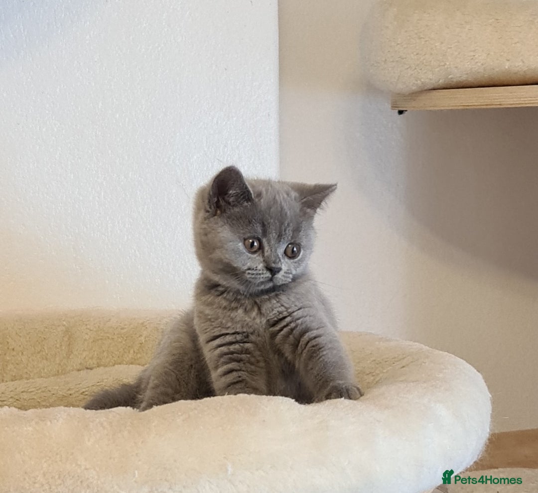 British Shorthair cats for sale: GCCF Lilac Blue & Bicolor quality BSH kittens  - Image 4
