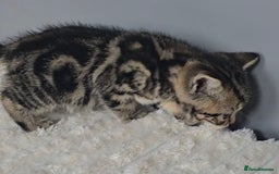 British Shorthair cats for sale: Beautiful gccf registered bsh kittens  - Image 7