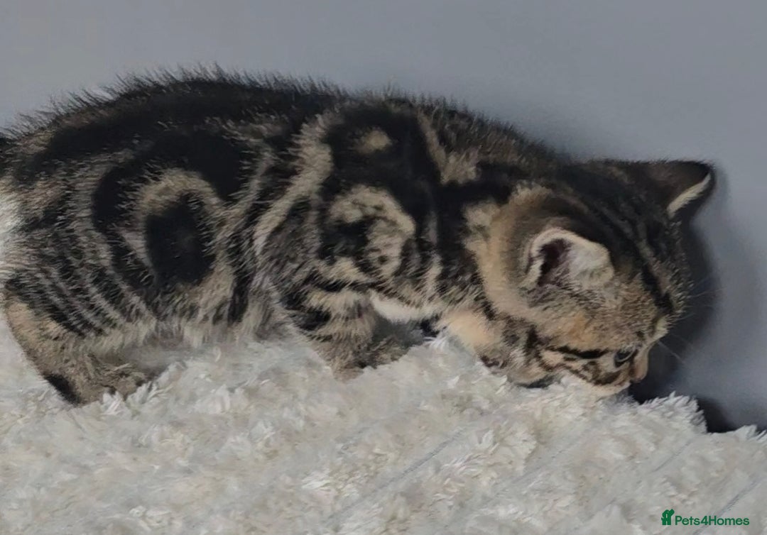 British Shorthair cats for sale: Beautiful gccf registered bsh kittens  - Image 7