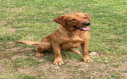 Springador dogs for sale: Springador/Labrador Puppies - Image 5