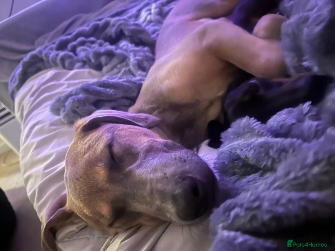 Mixed Breed dogs for sale:  Free ! 6 month puppy cane corso/ grey hound  in Chelmsford - Advert 3