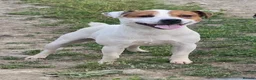 Mixed Breed dogs for sale: Jack Russell cross fell - Advert 2