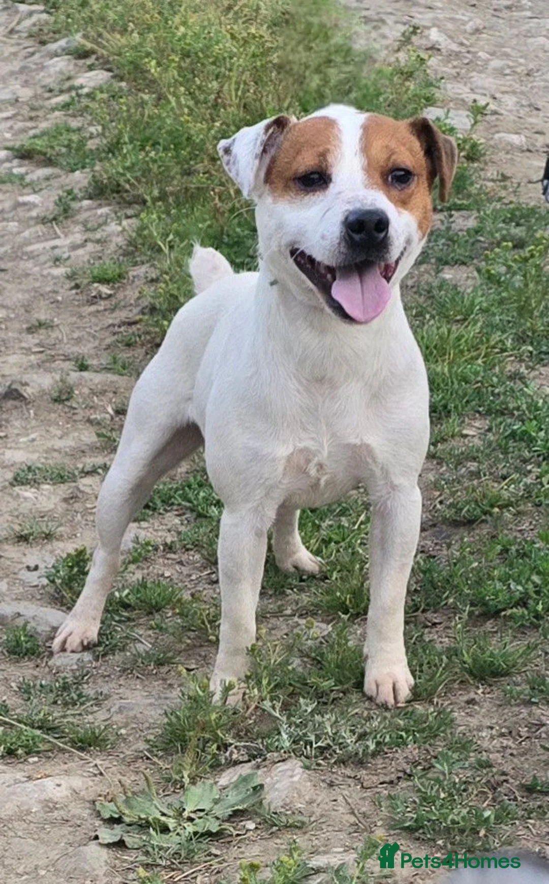 Mixed Breed dogs for sale: Jack Russell cross fell - Advert 2