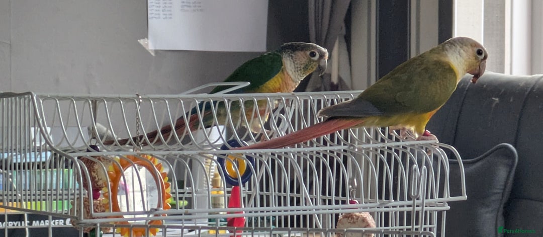 Conures birds for sale: 2 bonded conures  - Image 3