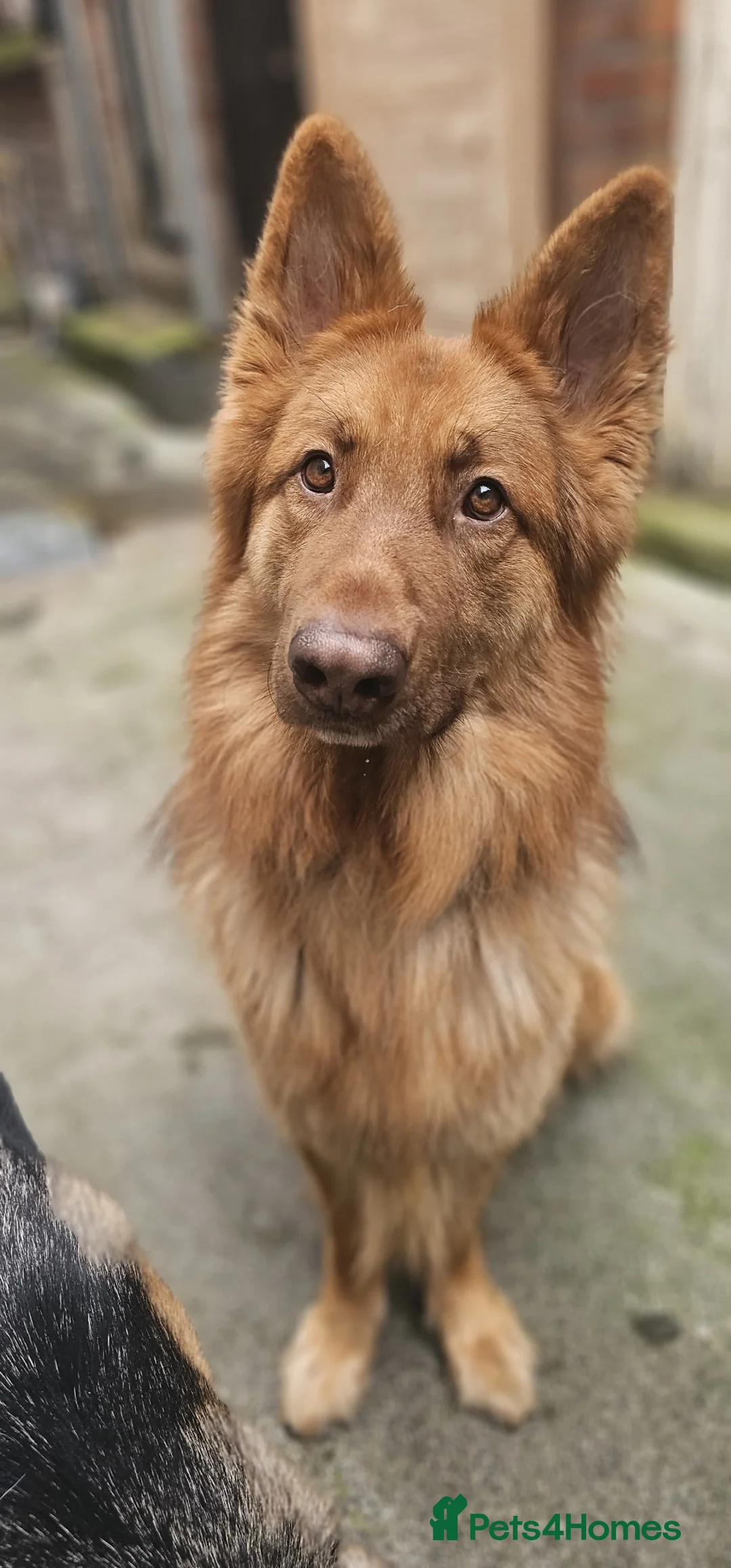 German Shepherd dogs for stud: For stud Red and tan german shepherd  - Advert 1