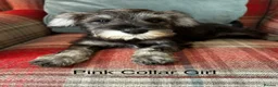Miniature Schnauzer dogs for sale: KC registered, health tested, puppies ready now!  - Advert 7